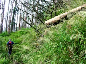 Alpiner Pfad 